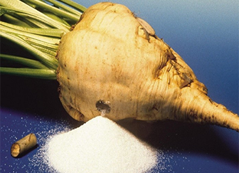 sugar beets are grown in which natural zone