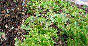 salad seeds best varieties