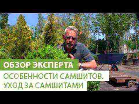 boxwood planting and care in the open field in siberia