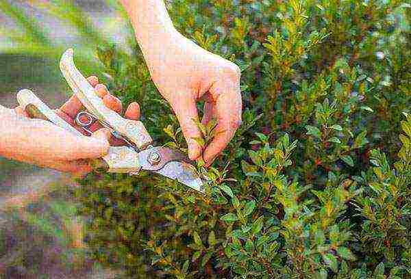 boxwood planting and care in the open field in siberia