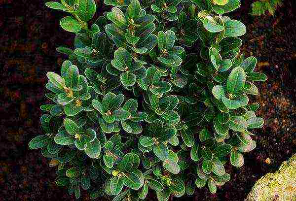 pagtatanim at pag-aalaga ng boxwood sa bukas na bukid sa siberia