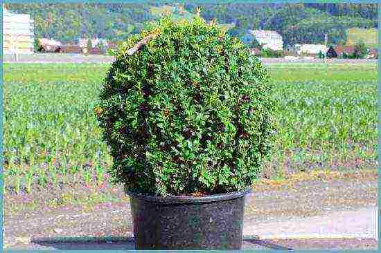 boxwood planting and care in the open field in siberia