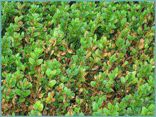 boxwood planting and care in the open field in siberia