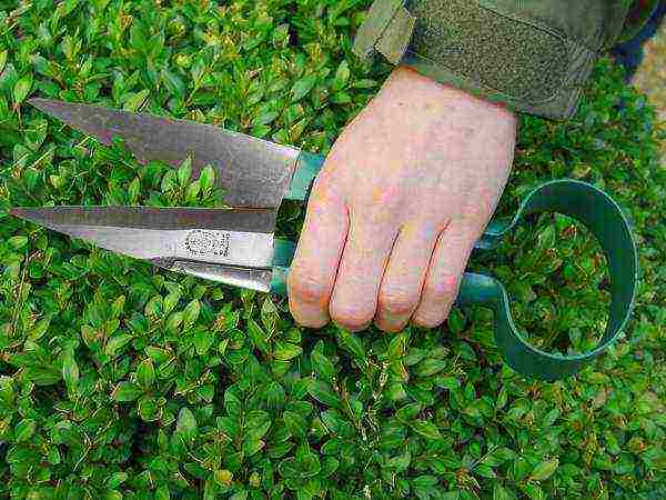 boxwood planting and care in the open field in siberia