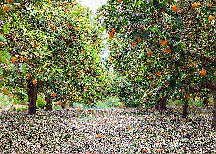 the largest oranges in which country are grown