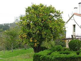 the largest oranges in which country are grown