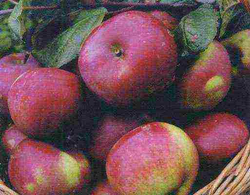 the nicest apple varieties