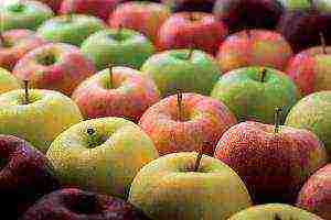 the nicest apple varieties