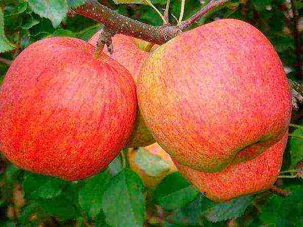 the nicest apple varieties