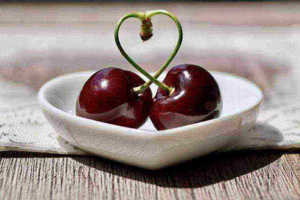 the best varieties of cherries