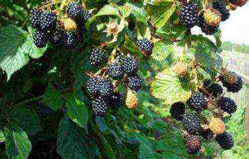 the best varieties of blackberries