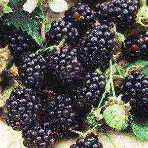 the best varieties of blackberries