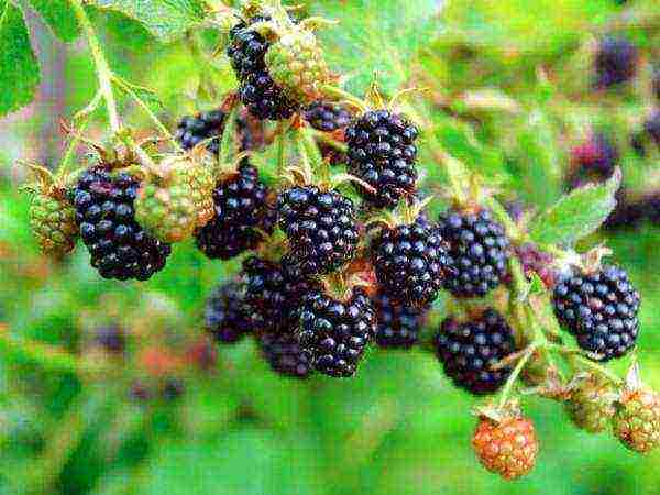 the best varieties of blackberries