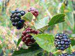 the best varieties of blackberries