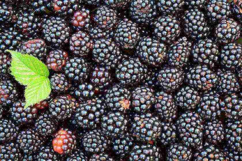 the best varieties of blackberries