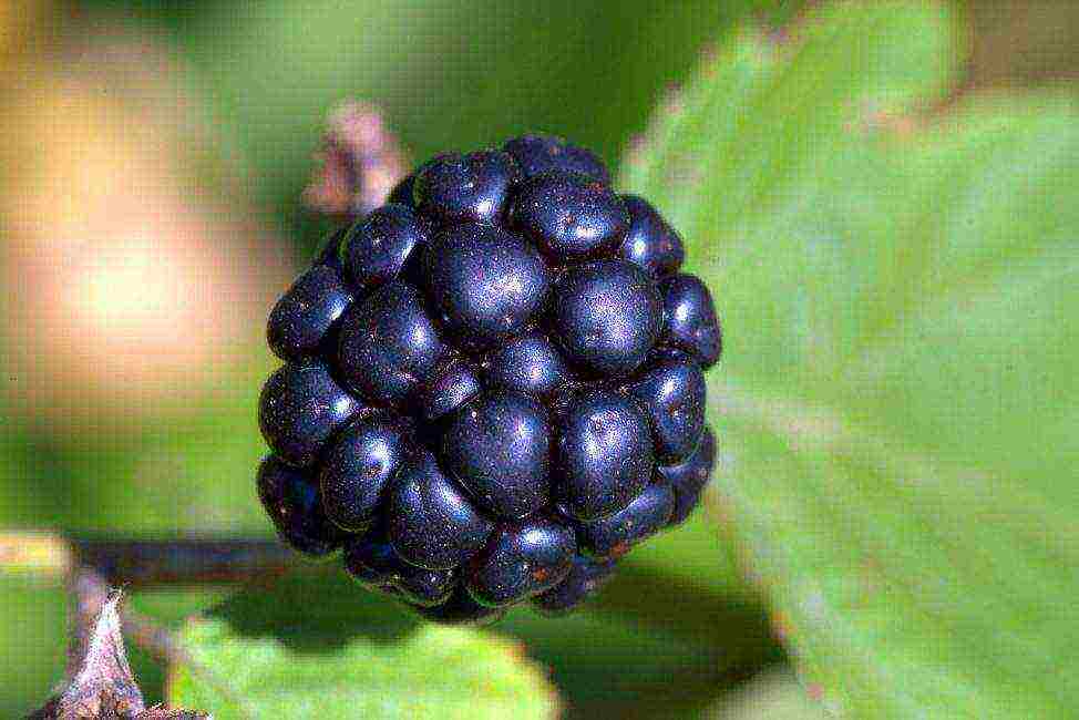 the best varieties of blackberries