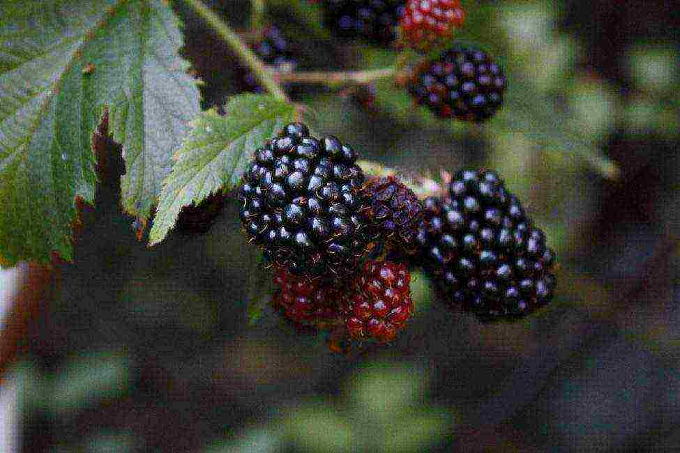 the best varieties of blackberries