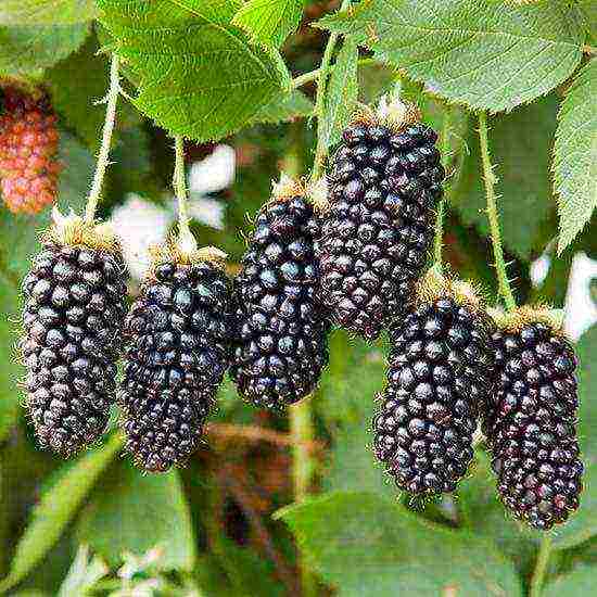 the best varieties of blackberries