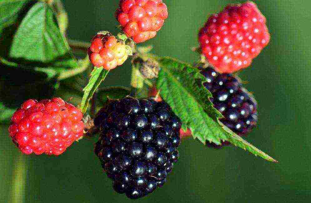 the best varieties of blackberries