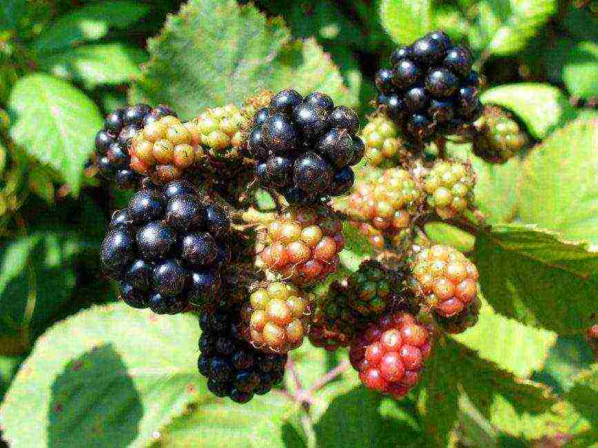 the best varieties of blackberries