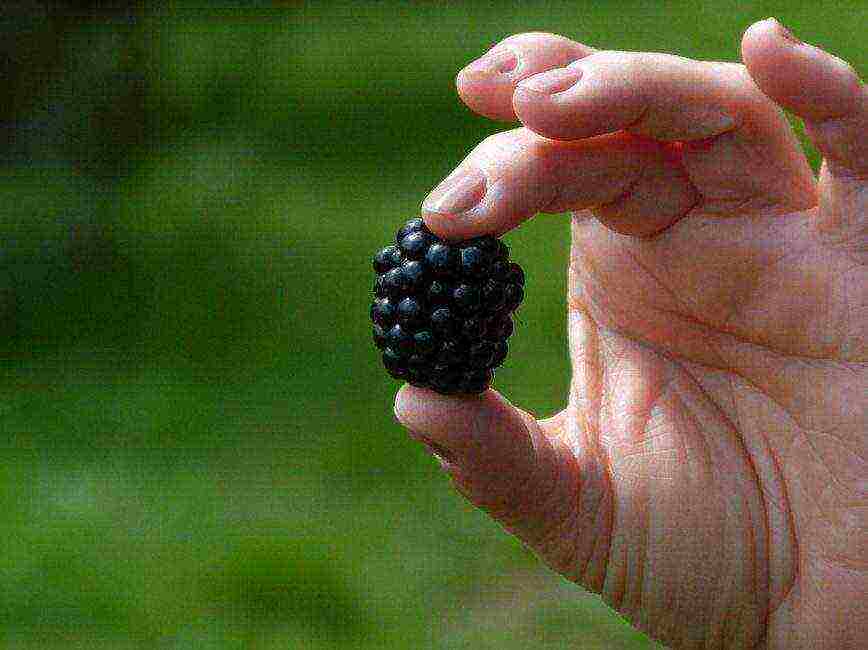 the best varieties of blackberries