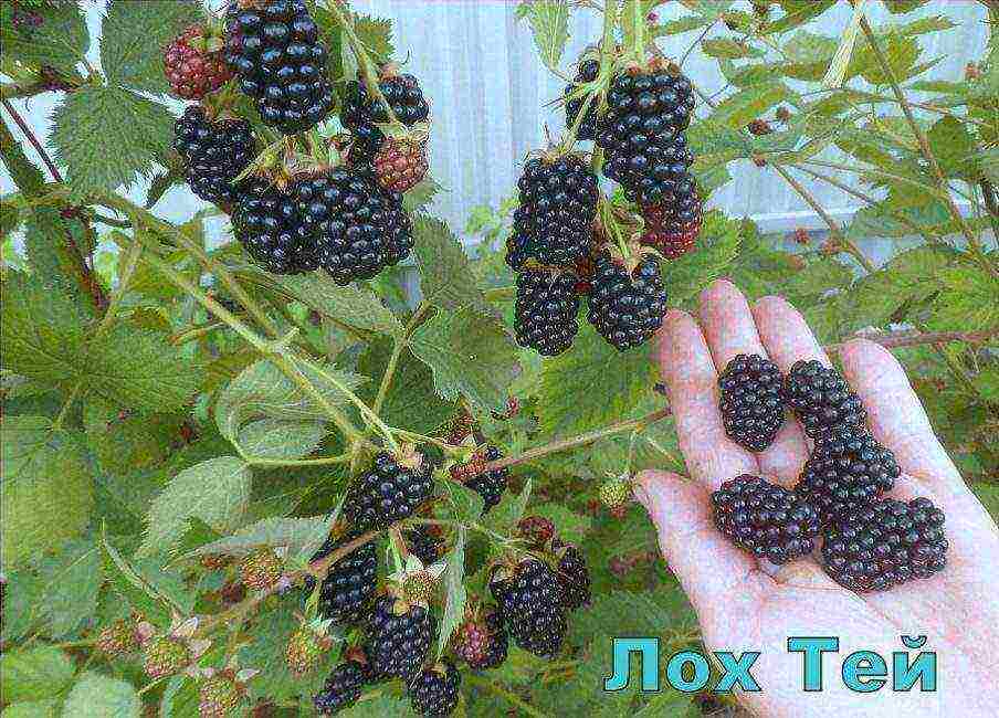 the best varieties of blackberries