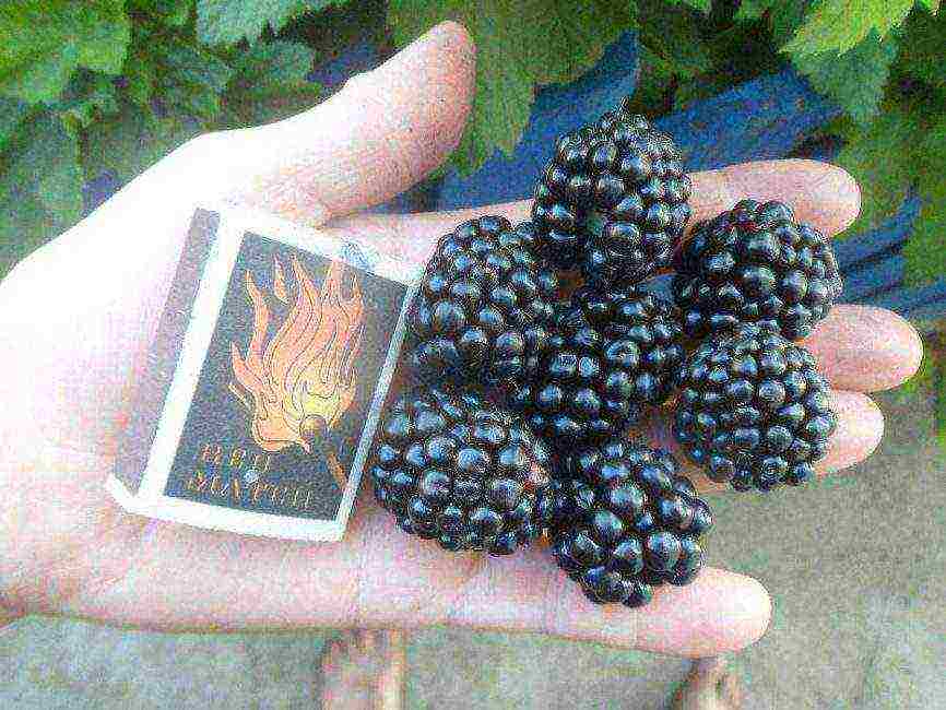 the best varieties of blackberries