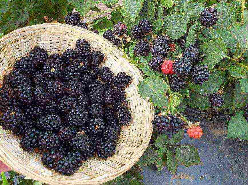 the best varieties of blackberries