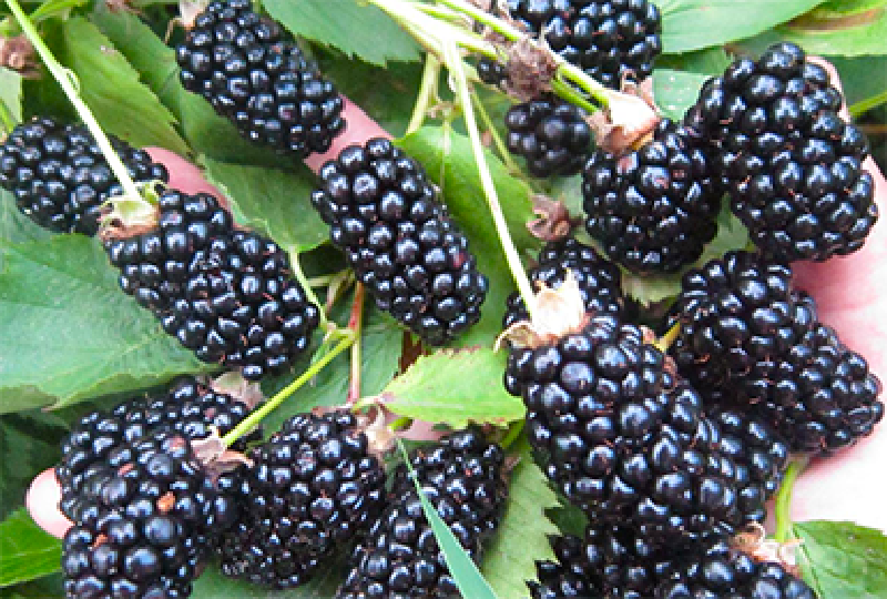 the best varieties of blackberries