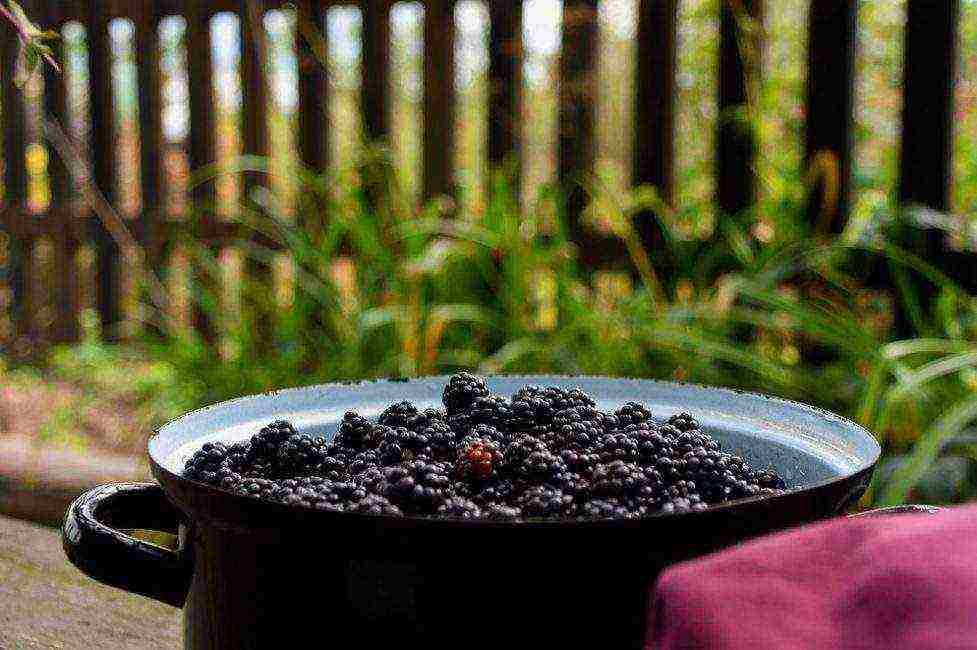 the best varieties of blackberries