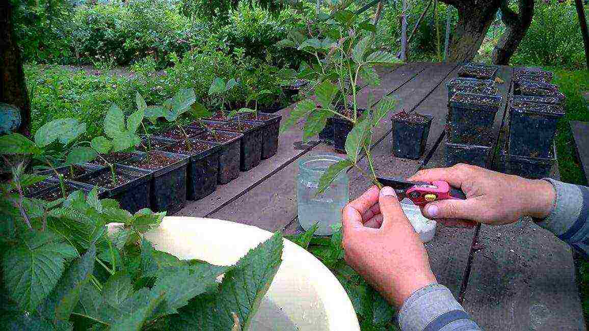 the best varieties of blackberries