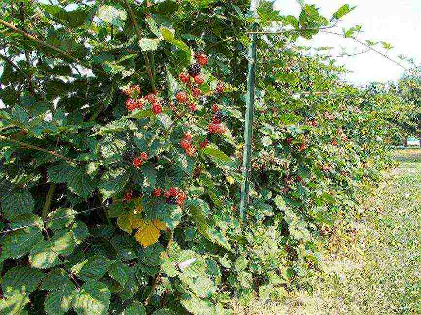 the best varieties of blackberries