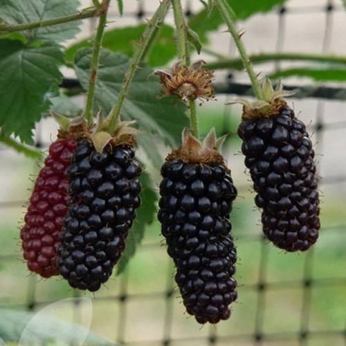 the best varieties of blackberries