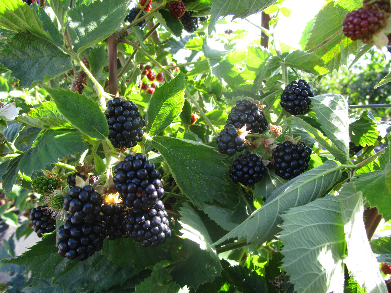 the best varieties of blackberries