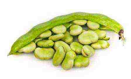 the best varieties of beans