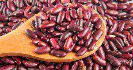 the best varieties of beans