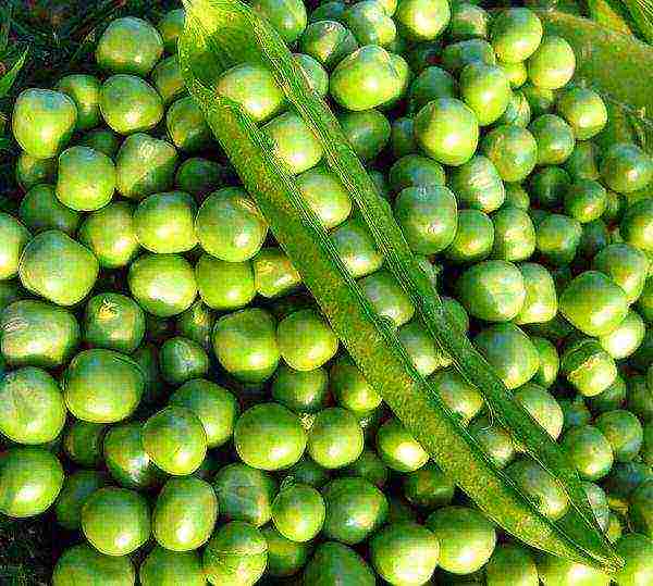 the best varieties of peas