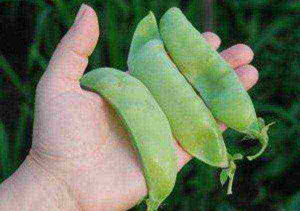 the best varieties of peas