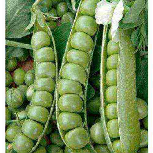 the best varieties of peas