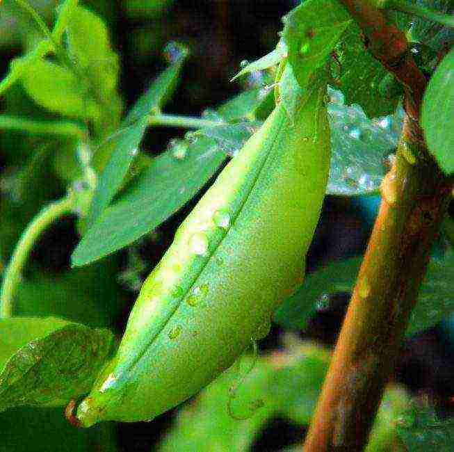 the best varieties of peas