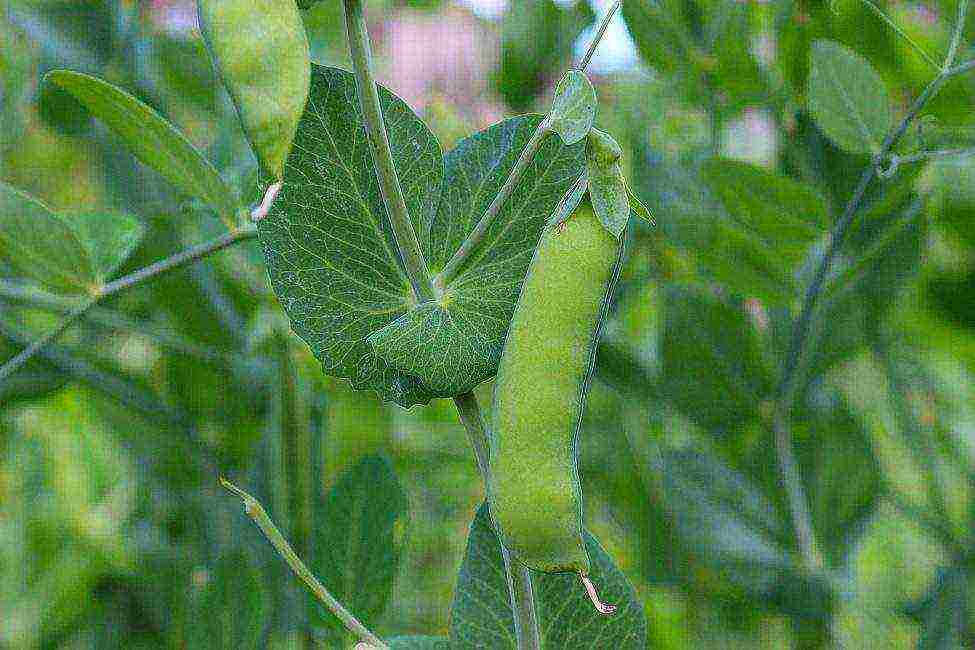 the best varieties of peas