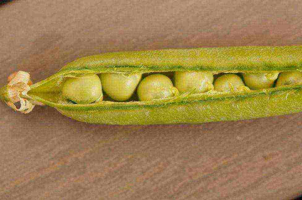 the best varieties of peas