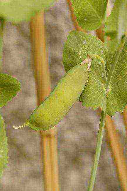 the best varieties of peas