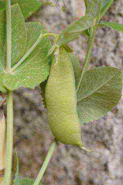 the best varieties of peas