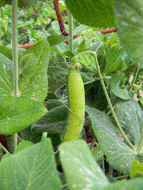 the best varieties of peas