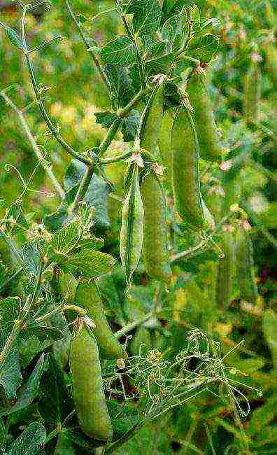 the best varieties of peas