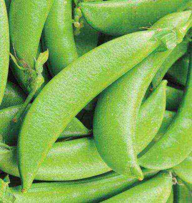 the best varieties of peas