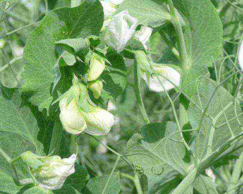 the best varieties of peas