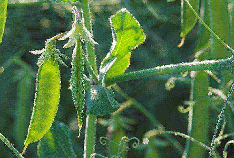 the best varieties of peas