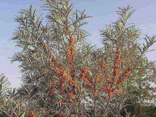 ang pinakamahusay na pagkakaiba-iba ng sea buckthorn